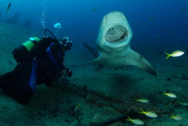Experiencias de buceo unicas